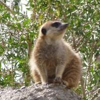 Best Phoenix Pest Control