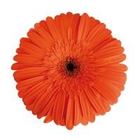 AC Flowers